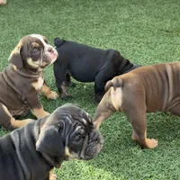 Atlas, a male English Bulldog for sale in Las Vegas, NV – Photo 4 of 10