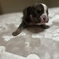 Atlas, a male English Bulldog for sale in Las Vegas, NV – Photo 6 of 10