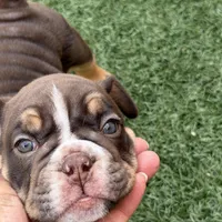 Atlas, a male English Bulldog for sale in Las Vegas, NV – Photo 2 of 10