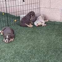 Atlas, a male English Bulldog for sale in Las Vegas, NV – Photo 5 of 10