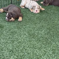 Atlas, a male English Bulldog for sale in Las Vegas, NV – Photo 8 of 10