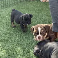 Atlas, a male English Bulldog for sale in Las Vegas, NV – Photo 3 of 10