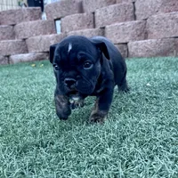 Aphrodite, a female English Bulldog for sale in Las Vegas, NV – Photo 2 of 10