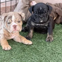 Aphrodite, a female English Bulldog for sale in Las Vegas, NV – Photo 8 of 10