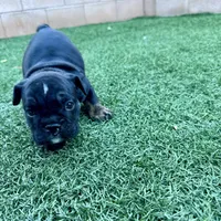 Aphrodite, a female English Bulldog for sale in Las Vegas, NV – Photo 5 of 10