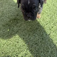 Aphrodite, a female English Bulldog for sale in Las Vegas, NV – Photo 6 of 10