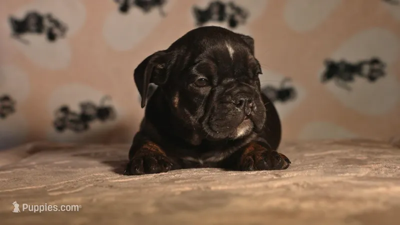 Aphrodite – English Bulldog puppy for sale in Las Vegas, NV