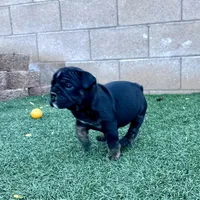 Aphrodite, a female English Bulldog for sale in Las Vegas, NV – Photo 3 of 10