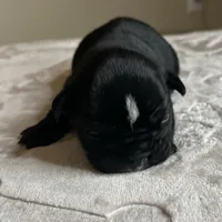 Aphrodite, a female English Bulldog for sale in Las Vegas, NV – Photo 4 of 10