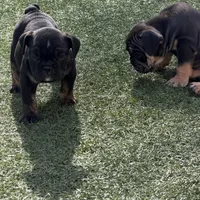 Aphrodite, a female English Bulldog for sale in Las Vegas, NV – Photo 9 of 10