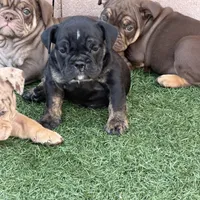 Aphrodite, a female English Bulldog for sale in Las Vegas, NV – Photo 7 of 10