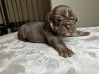 Poseidon, a male English Bulldog for sale in Las Vegas, NV – Photo 1 of 2