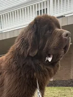 “ Peeta” OFA,AKC,CH, a female Newfoundland for sale in Winesburg, OH – 7 of 9