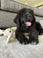 “ Peeta” OFA,AKC,CH, a female Newfoundland for sale in Winesburg, OH – 2 of 9