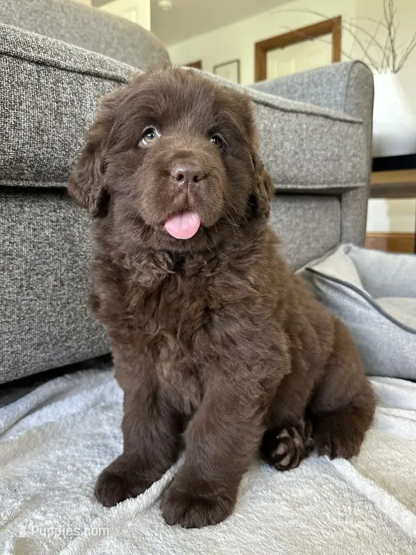 “Coco Chanelle” OFA,AKC,CH – Newfoundland puppy for sale in Winesburg, OH