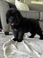 “Ella” OFA,AKC,CH, a female Newfoundland for sale in Winesburg, OH – 3 of 10