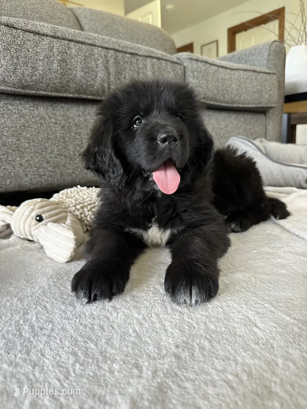 “ Peeta” OFA,AKC,CH – Newfoundland puppy for sale in Winesburg, OH