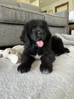 “ Peeta” OFA,AKC,CH, a female Newfoundland for sale in Winesburg, OH – 1 of 9