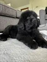 “Ella” OFA,AKC,CH, a female Newfoundland for sale in Winesburg, OH – 5 of 10