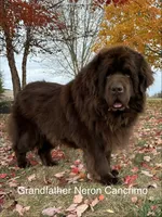 “ Peeta” OFA,AKC,CH, a female Newfoundland for sale in Winesburg, OH – 8 of 9