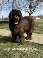 “Coco Chanelle” OFA,AKC,CH, a female Newfoundland for sale in Winesburg, OH – 10 of 10