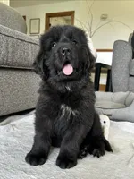 “Ella” OFA,AKC,CH, a female Newfoundland for sale in Winesburg, OH – 1 of 10