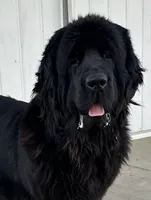 “ Peeta” OFA,AKC,CH, a female Newfoundland for sale in Winesburg, OH – 6 of 9