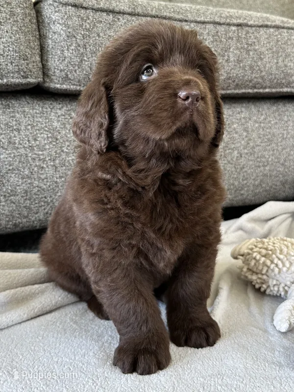 “Coco Chanelle” OFA,AKC,CH – Newfoundland puppy for sale in Winesburg, OH