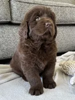 “Coco Chanelle” OFA,AKC,CH, a female Newfoundland for sale in Winesburg, OH – 1 of 10