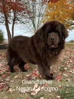 AKC,OFA,CH “ Brok” , a male Newfoundland for sale in Winesburg, OH – Photo 9 of 10
