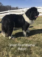 AKC,OFA,CH “ Brok” , a male Newfoundland for sale in Winesburg, OH – Photo 10 of 10