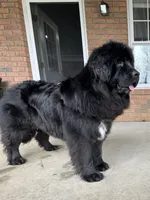 AKC,OFA,CH “ Brok” , a male Newfoundland for sale in Winesburg, OH – Photo 8 of 10