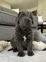 AKC,OFA,CH “ Brok” , a male Newfoundland for sale in Winesburg, OH – Photo 2 of 10