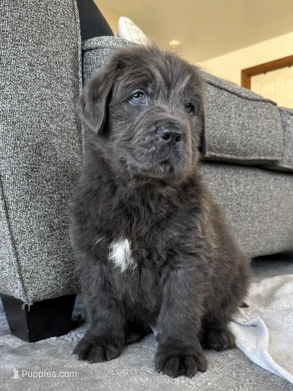 AKC,OFA,CH “ Brok” 