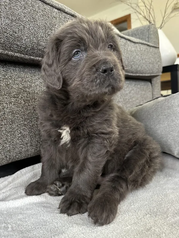 AKC,OFA,CH “ Brok” 