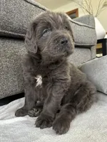 AKC,OFA,CH “ Brok” , a male Newfoundland for sale in Winesburg, OH – Photo 1 of 10
