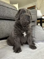 AKC,OFA,CH “ Brok” , a male Newfoundland for sale in Winesburg, OH – Photo 5 of 10