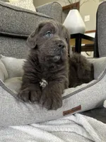 AKC,OFA,CH “ Brok” , a male Newfoundland for sale in Winesburg, OH – Photo 4 of 10