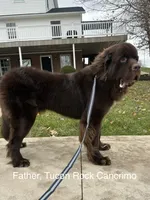 “Coco Chanelle” OFA,AKC,CH, a female Newfoundland for sale in Winesburg, OH – 7 of 10