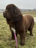 “Ella” OFA,AKC,CH, a female Newfoundland for sale in Winesburg, OH – 8 of 10