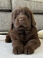 “Coco Chanelle” OFA,AKC,CH, a female Newfoundland for sale in Winesburg, OH – 3 of 10