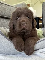 “Coco Chanelle” OFA,AKC,CH, a female Newfoundland for sale in Winesburg, OH – 2 of 10