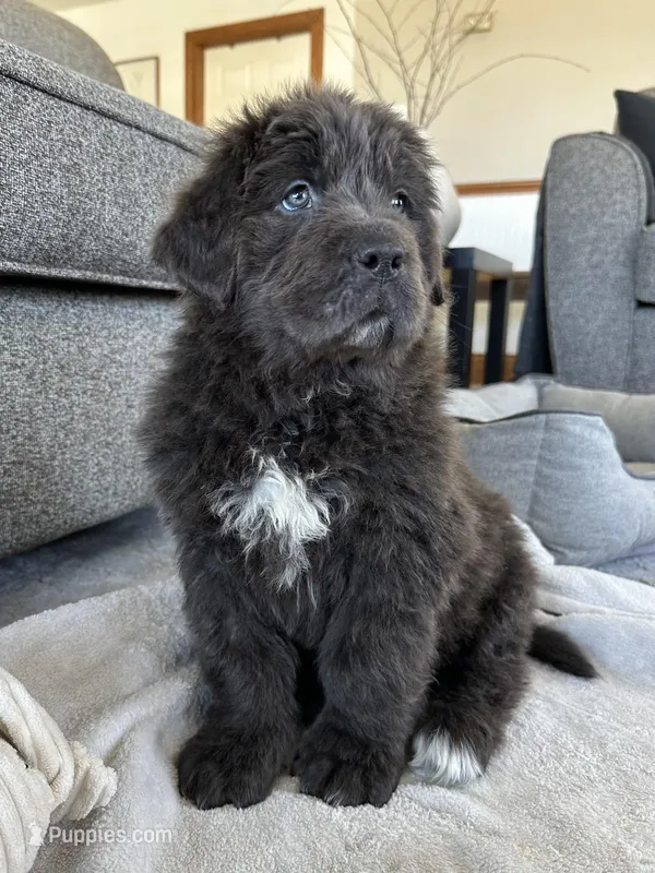 OFA,AKC,CH “Tessa”