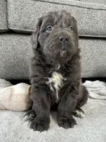 OFA,AKC,CH “Tessa”, a female Newfoundland for sale in Winesburg, OH – Photo 3 of 10