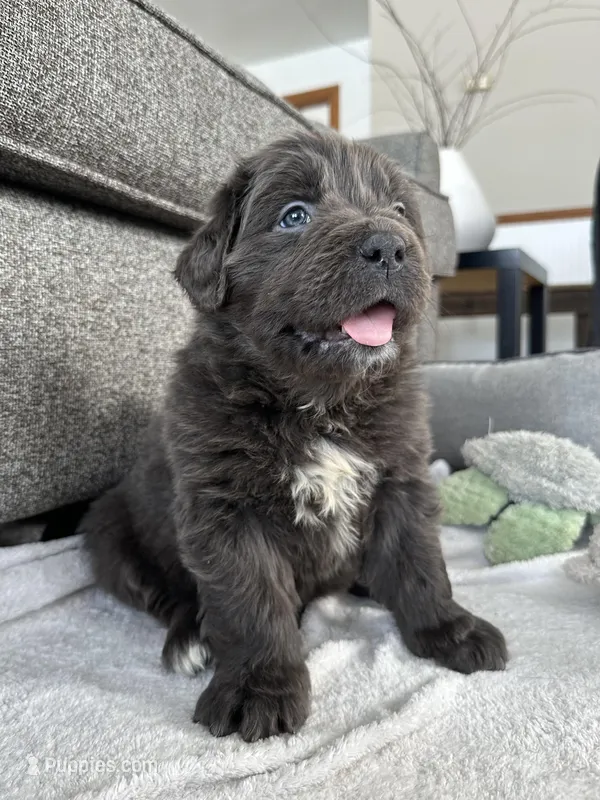 OFA,AKC,CH “Tessa”