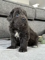 OFA,AKC,CH “Tessa”, a female Newfoundland for sale in Winesburg, OH – Photo 2 of 10