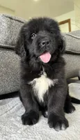 “ Peeta” OFA,AKC,CH, a female Newfoundland for sale in Winesburg, OH – 3 of 9