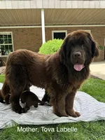 “Coco Chanelle” OFA,AKC,CH, a female Newfoundland for sale in Winesburg, OH – 6 of 10