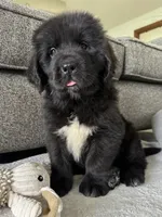 “ Peeta” OFA,AKC,CH, a female Newfoundland for sale in Winesburg, OH – 4 of 9