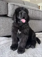 “Ella” OFA,AKC,CH, a female Newfoundland for sale in Winesburg, OH – 4 of 10
